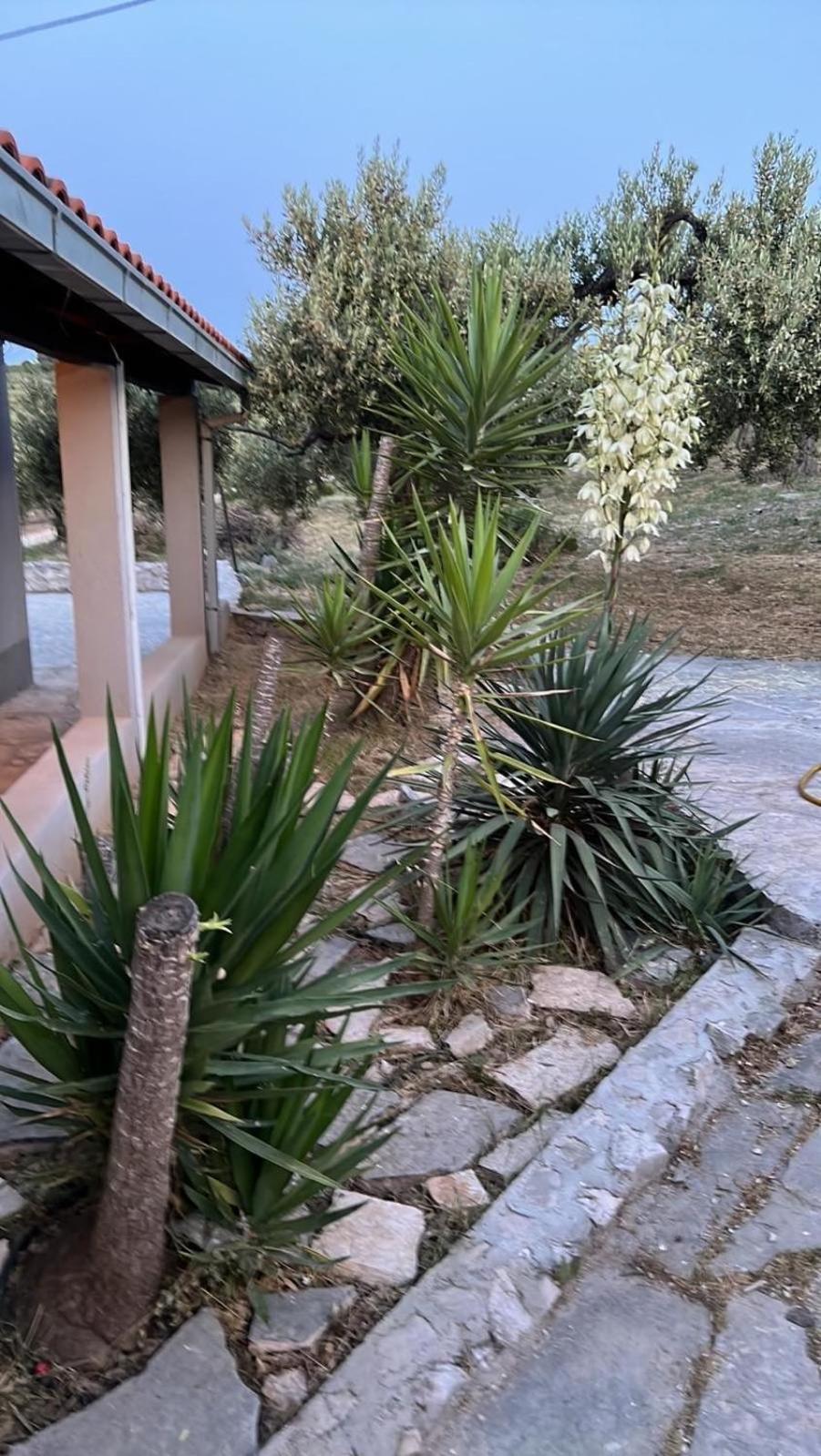 Villa Maslina House Sutivan Exterior foto